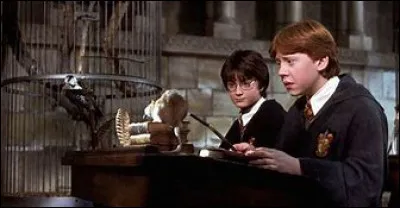 Quel est ton principal défaut ?