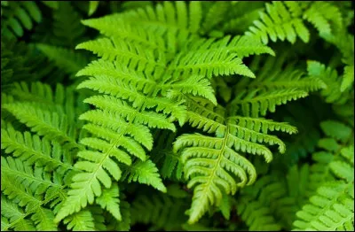 La fougère se reproduit par :