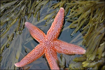 La reproduction sexuée est.........que la reproduction asexuée.
(2 réponses attendus)