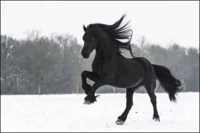 Quelle est ton activité favorite en hiver ?