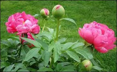 Langue étrangère : 
Comment dit-on pivoine en anglais ?