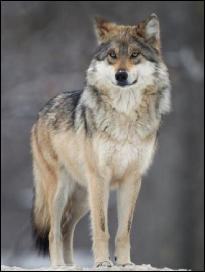 Quel est cet animal ?