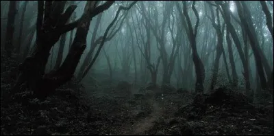 Comment se nomme la forêt où Tomek rencontre les ours ?