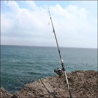 Quel poisson d&eacute;nu&eacute; de nageoires paires et d�&eacute;cailles est un redoutable pr&eacute;dateur des eaux tropicales et subtropicales ?