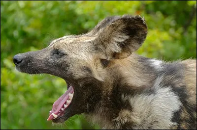 En Guinée Bissau, ils ont choisi un animal méconnu, charognard et vivant en meute... Bon, après tout, c'est déjà bien de rendre hommage à un animal, quel qu'il soit !