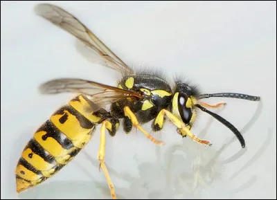 Les gens du Rwanda connaissent sûrement La Fontaine et les ennuis causés par "les plus petits que soi" : la preuve, pour impressionner leurs adversaires, ils ont choisis le nom de ... (Complétez !)