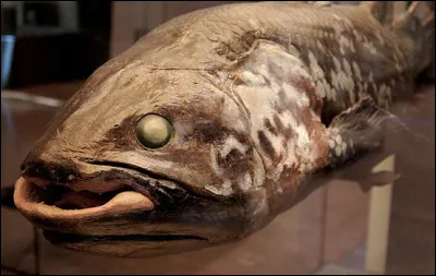 Cet étrange animal est donc une sorte de poisson-requin éteint depuis 70 millions dannées.