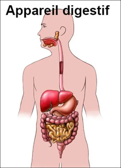 Dans quel ordre un aliment est-il digéré ?