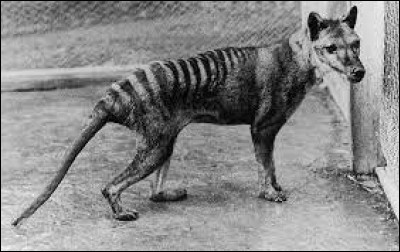 En quelle année le dernier tigre de Tasmanie est-il mort, entraînant la disparition totale de l'espèce ?