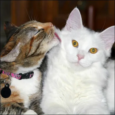 Elle a &eacute;galement aim&eacute; un solitaire, mais quel &eacute;tait son nom ?