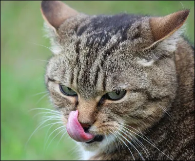 Pour elle, Fleur de Lune fait partie de sa famille, mais quel est leur lien ?