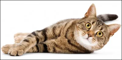 De qui a-t-elle &eacute;t&eacute; le mentor ?