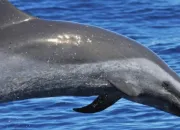 Quiz Les dauphins