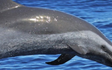 Quiz Dauphins