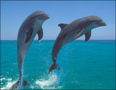 Quelle est la taille maximale que peut atteindre un dauphin ? (longueur)