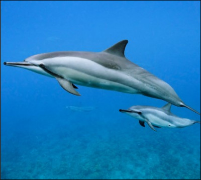 Et quel est son poids maximal ?