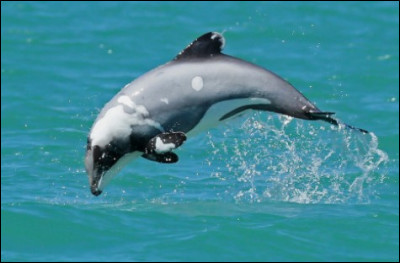 Quelle est sa longévité maximale ?