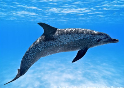 Le dauphin arrive à sauter très haut hors de l'eau.
il a même le record de tous les animaux marins !
Il atteint au maximum :