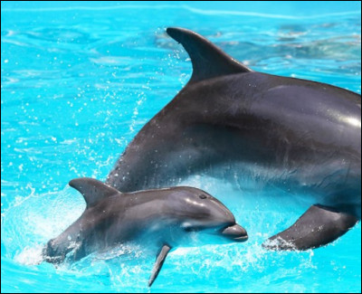 Comment appelle-t-on le bébé dauphin ?