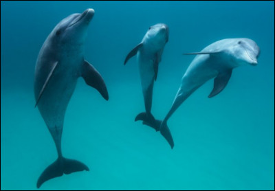 À quel âge le bébé dauphin quitte-t-il sa famille pour mener sa propre vie ?