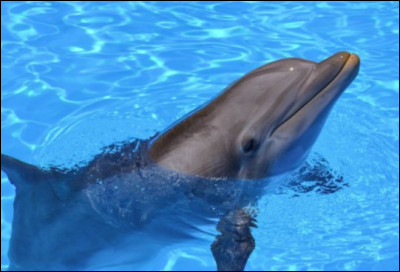 Dernière question ! Dans quel océan le dauphin est-il le plus présent ?