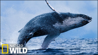 Quel est le deuxième nom de la baleine ?