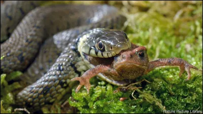 Cet animal nest pas lemblème dune des quatre maisons de lécole Poudlard.