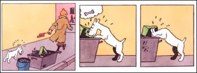 C'est à Milou de jouer, maintenant ! Qu'a-t-il trouvé cette fois-ci, le chenapan ?