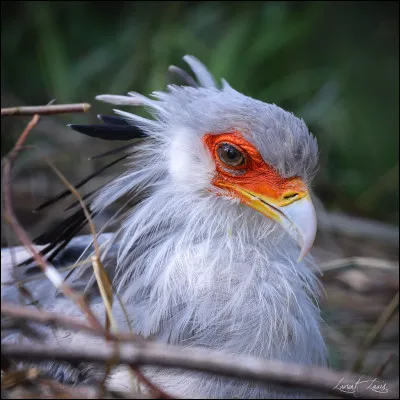 Parlons chiffre : quel est le 13e signe astrologique, qui vient d'apparaître ?