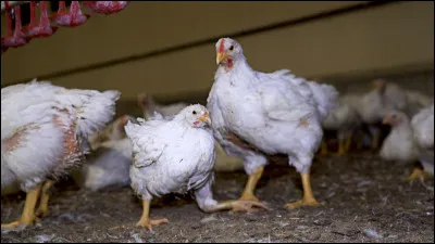 Complète : La poule aux œufs...
