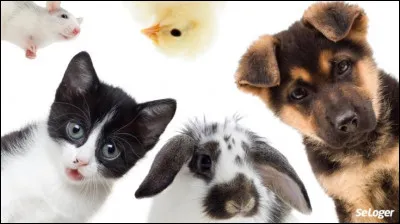 Est-ce que tu aimes les animaux ?