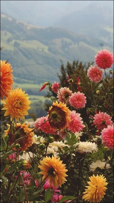 D'où vient le groupe musical Fille qui mousse ?