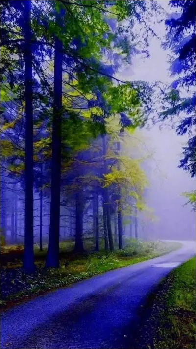 Quel sens est pratiqué par la langue chez l'humain ?