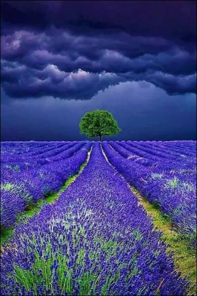 Quel est l'âge moyen de diagnostic des cancers de la langue chez l'homme ?