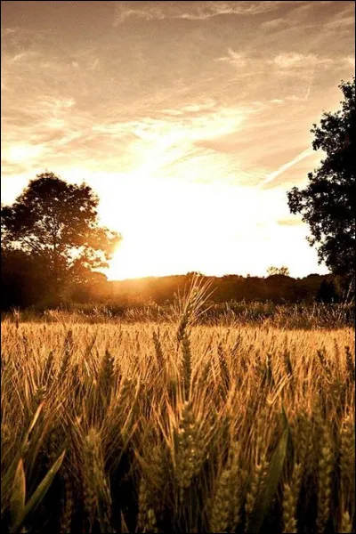 De quel coin de la France viennent les galettes de blé noir ?