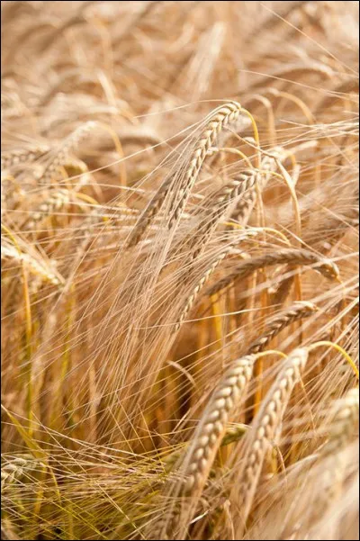 Dans quelle ville trouve-t-on le stade Francis-Le Blé ?