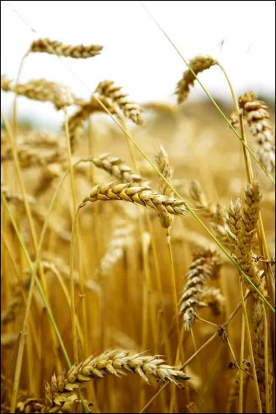 Dans quel pays un aéroport est-il désigné par BLE ?