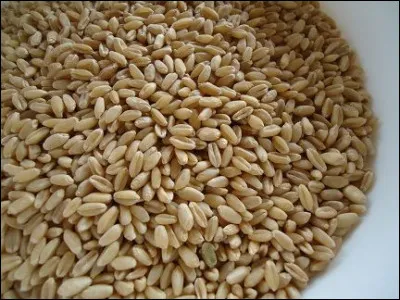 Comment surnomme-t-on le blé de Noé ?