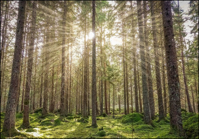 Quel est le mot intrus de cette liste ?