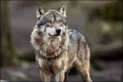 Le lac du loup est un(e) :