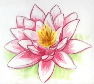 Quel est le nom de cette fleur ?