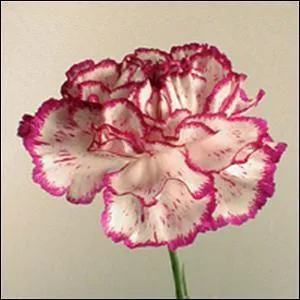 Quel est le nom de cette fleur ?