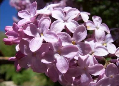 Quel est le nom de cette fleur ?