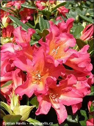 Quel est le nom de cette fleur ?