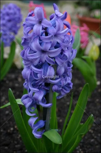 Quel est le nom de cette fleur ?