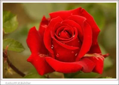 Quel est le nom de cette fleur ?