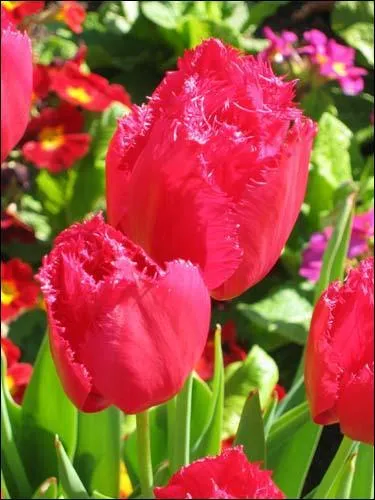 Quel est le nom de cette fleur ?