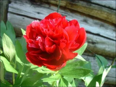 Quel est le nom de cette fleur ?