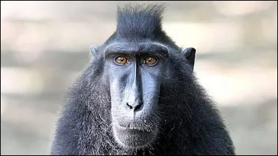 Avec quoi Rafiki combat-il les hyènes ?