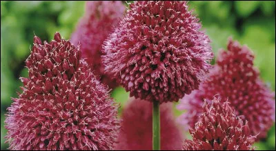 De quel instrument de musique l'atabal était-il une espèce ?